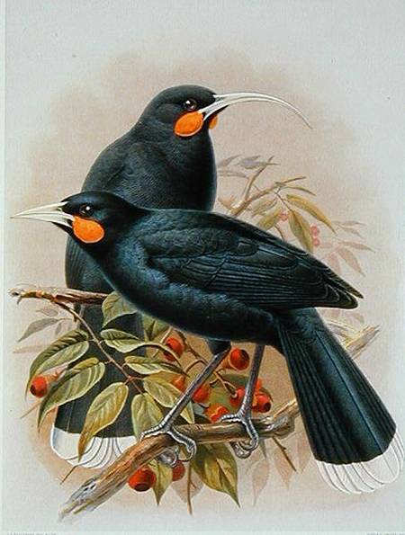 Huia, illustration from 'A History of the Birds of New Zealand' by W.L. Buller de Johan Gerard Keulemans