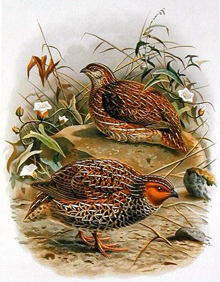 New Zealand Quail, illustration from 'A History of the Birds of New Zealand' by W.L. Buller de Johan Gerard Keulemans