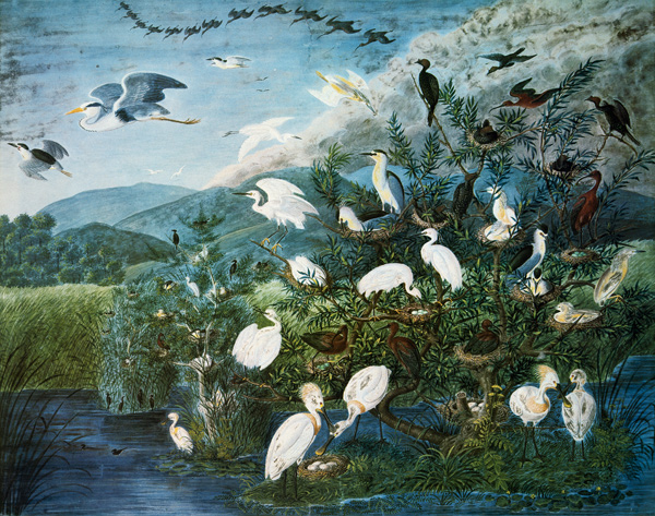 Vogelleben in einem ungarischen Sumpf de Johann Friedrich Naumann