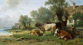 Guardian boy with cows on the sea shore