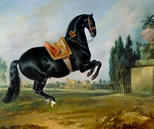 A black horse performing the Courbette, or Croupade de Johann Georg Hamilton
