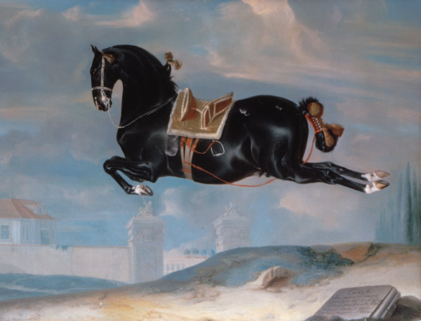 The black horse 'Curioso' performing a Capriole de Johann Georg Hamilton