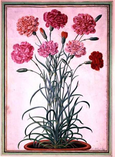 Carnations growing from a pot, plate 25 from the Nassau Florilegium  on de Johann Jakob Walther