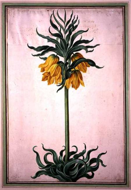 Fritillaria imperialis 'Aurora' (crown imperial) plate 23 from the Nassau Florilegium de Johann Jakob Walther