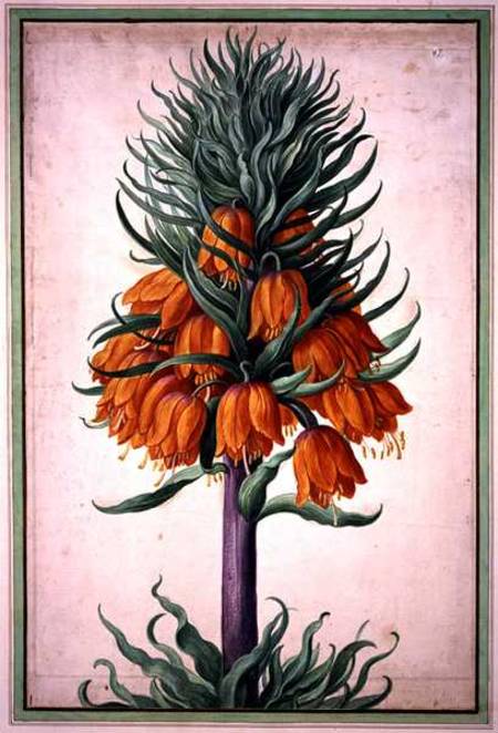 Fritillaria imperialis (crown imperial) plate 25 from the Nassau Florilegium de Johann Jakob Walther