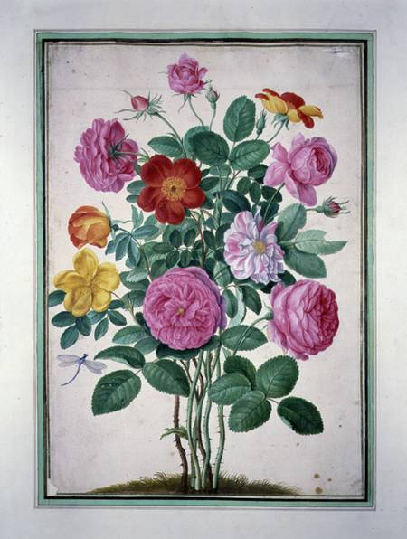 Roses, plate 4 from the Nassau Florilegium  on de Johann Jakob Walther