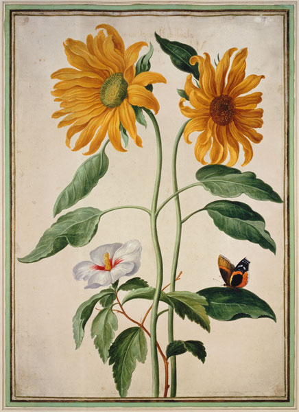 Sunflowers plate 18 from the Nassau Florilegium  on de Johann Jakob Walther
