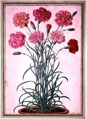 Carnations growing from a pot, plate 25 from the Nassau Florilegium  on
