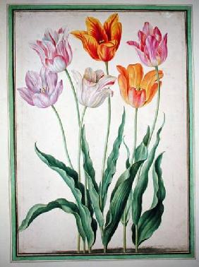 Tulips, from the 'Nassau Florilegium'  on