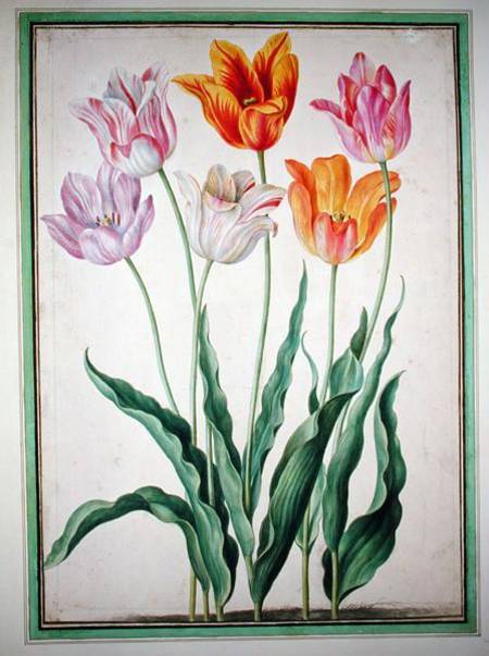 Tulips, from the 'Nassau Florilegium'  on de Johann Jakob Walther
