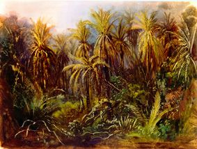 The palm woods at Manzanillo. de Johann Moritz Rugendas