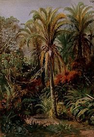 Tropical vegetation de Johann Moritz Rugendas