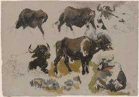 Buffalos and cattle
