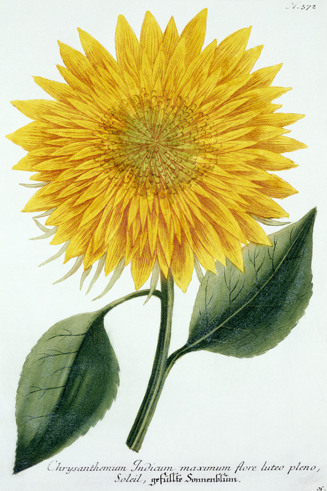 Chrysanthemum Indicum from 'Pythanthoza Iconographica', published in Germany de Johann Wilhelm Weinman