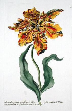 Tulipa Lutea from 'Phythanthoza Iconographica', published in Germany