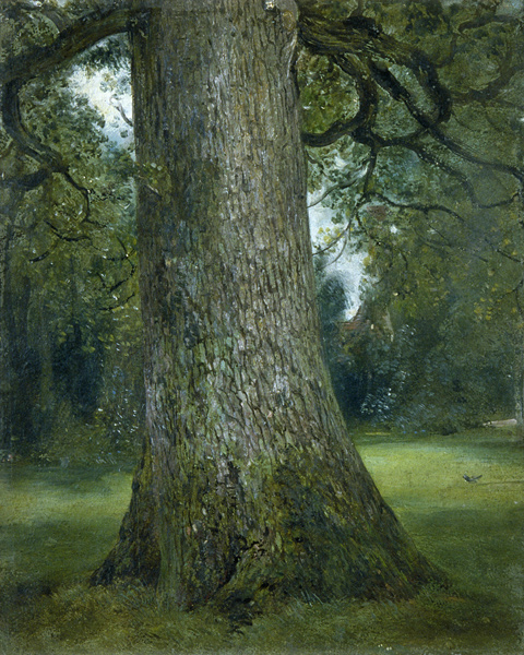 Study of the Trunk of an Elm Tree de John Constable