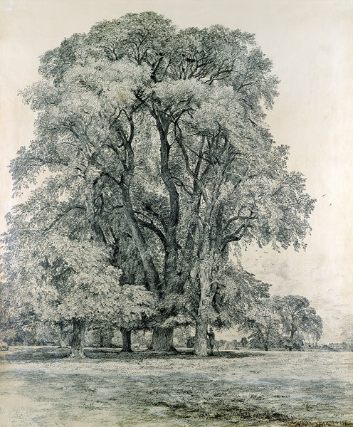 Elm trees in Old Hall Park, East Bergholt de John Constable