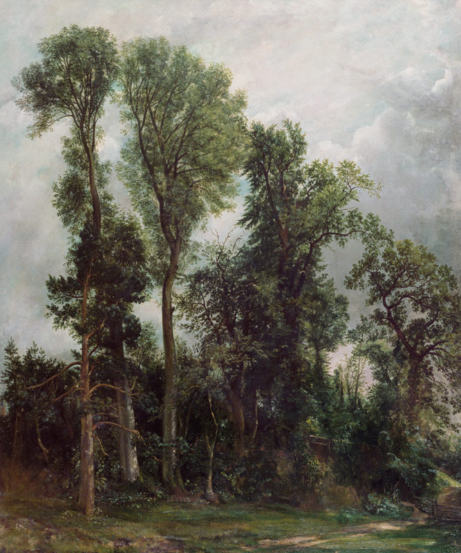 Trees at Hampstead de John Constable
