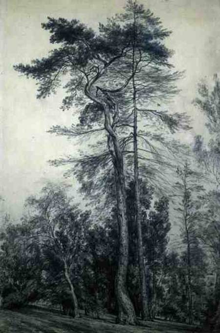 Fir Trees de John Constable