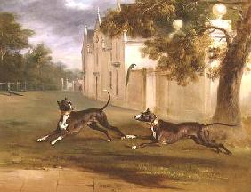 The Earl of Brownlow's two Bull Terriers, 'Nelson' and 'Argo'
