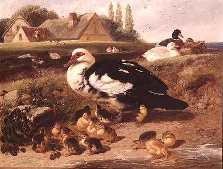 Ducks and Ducklings de John Frederick Herring d.J.
