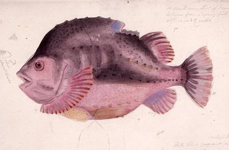 Fish de John George Sowerby