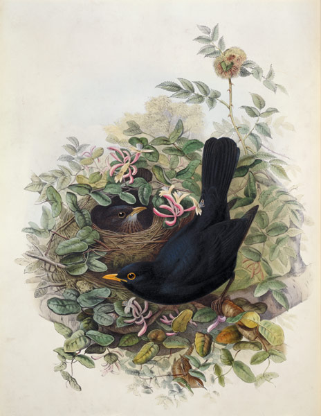 Blackbird, 1873 (pencil, w/c on de John Gould