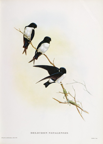 Delichon nipalensis de John Gould