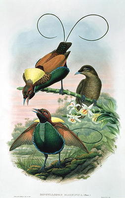 Diphyllodes Magnificus (colour litho) de John Gould