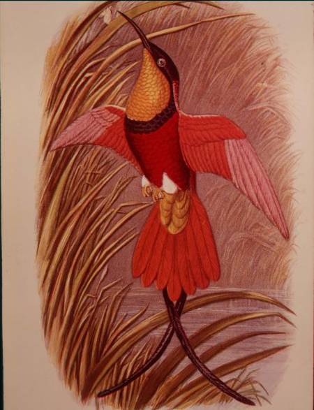 Humming Bird: Crimson Topaz, plate 23 from 'Cassell's Book of Birds' de John Gould