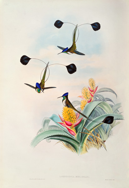 Hummingbird, Loddigesia Mirabilis de John Gould