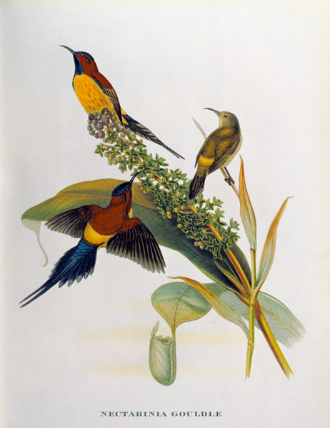 Nectarinia Gouldae from 'Tropical Birds' de John Gould
