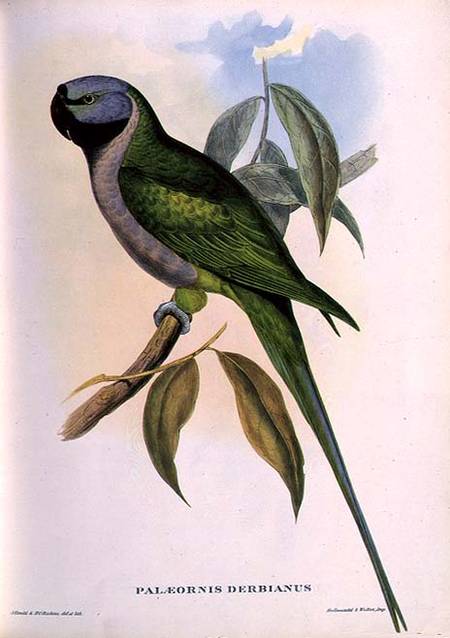 Parakeet: Palaeornis Derbianus de John Gould