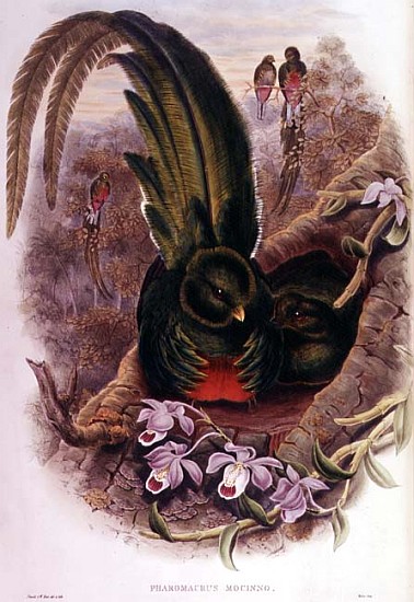 Pharomachrus Mocinno; engraved by T. Walter de John Gould