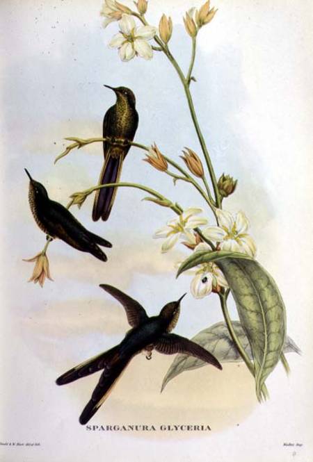 Sparganura Glyceria: from 'Tropical Birds' de John Gould