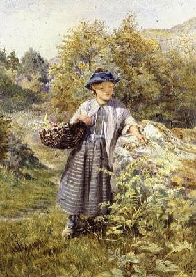 The Young Herbalist