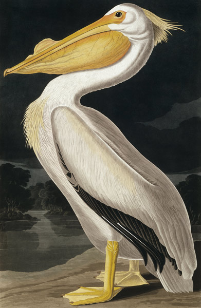 Pelícano Blanco de América, extraído de "Birds of America", por Robert Havell (1793-1878) de John James Audubon