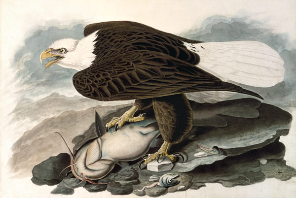 The white-headed eagle (from The Birds of America) de John James Audubon