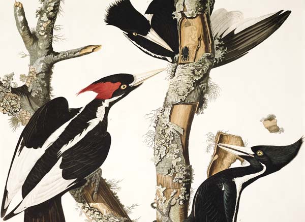 Ivory-billed Woodpecker, from 'Birds of America', engraved by Robert Havell (1793-1878) 1829 (colour de John James Audubon