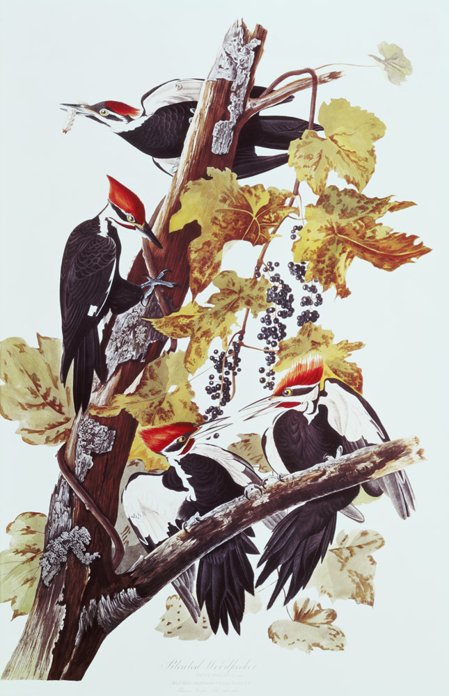 Pileated Woodpeckers de John James Audubon