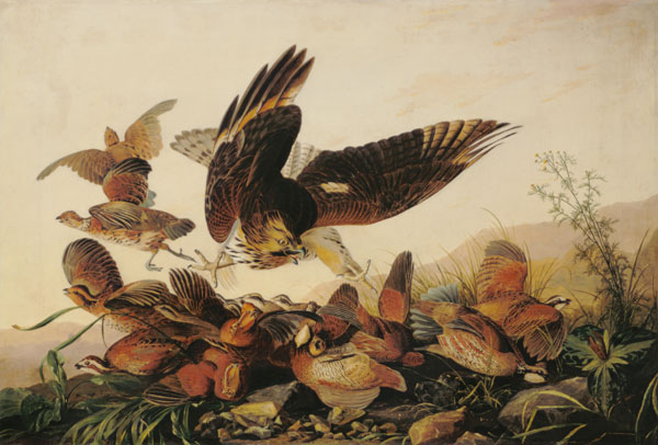 Red-Shouldered Hawk Attacking Bobwhite Partridges de John James Audubon