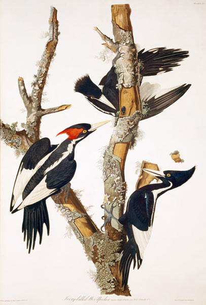 Ivory-billed Woodpecker, from ''Birds of America'', 1829 (see 195912 for detail) de John James Audubon