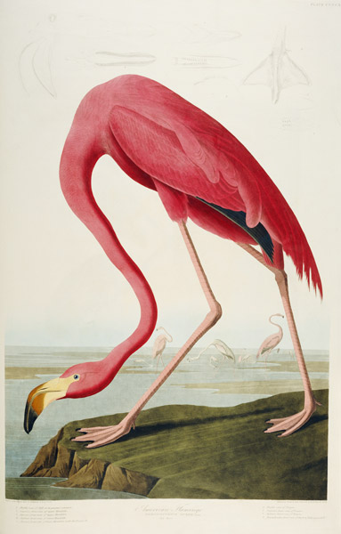 American Flamingo de John James Audubon