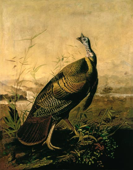 The American Wild Turkey Cock de John James Audubon
