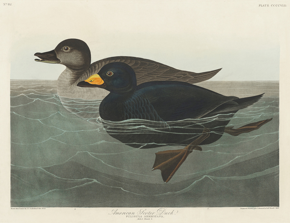American Scoter Duck From Birds of America (1827) de John James Audubon
