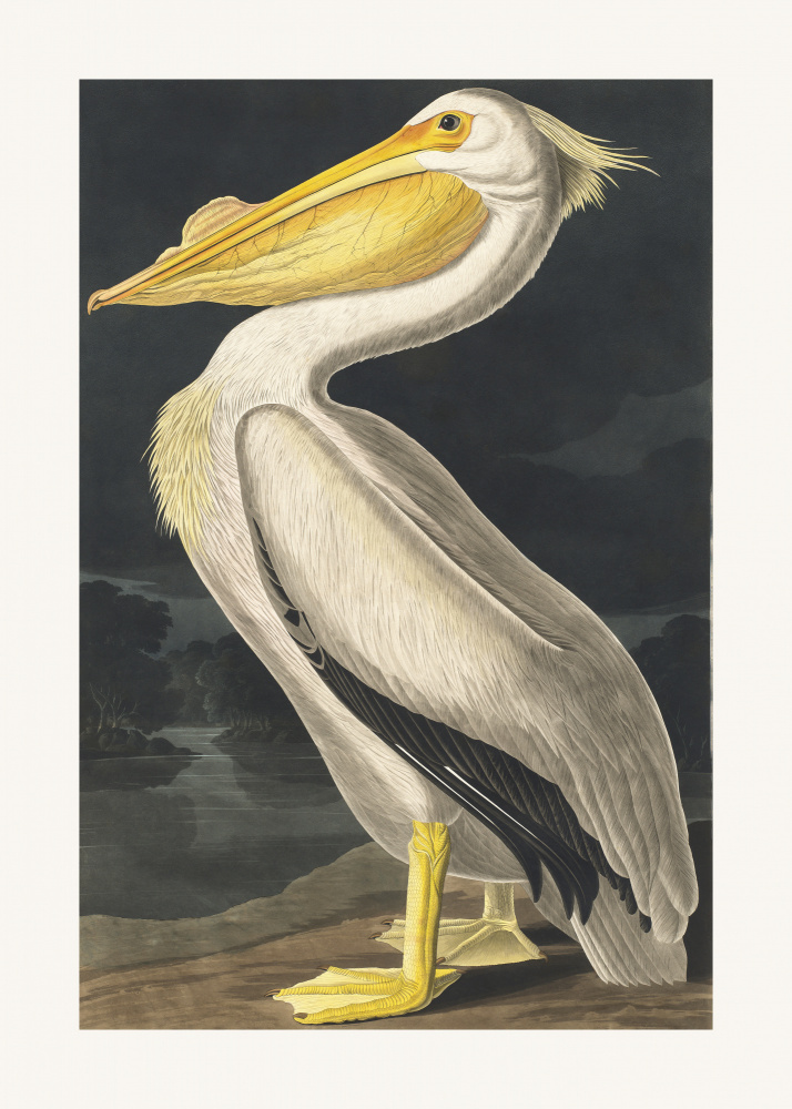 American White Pelican From Birds of America (1827) de John James Audubon
