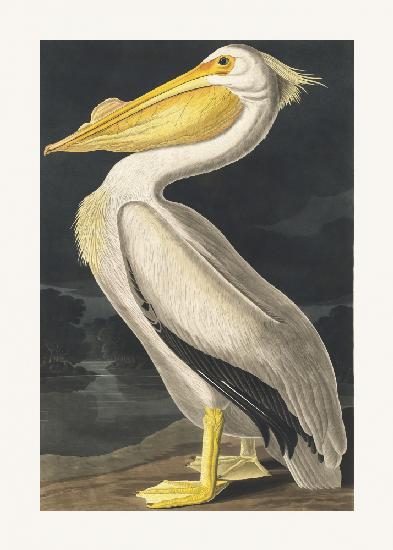 American White Pelican From Birds of America (1827)