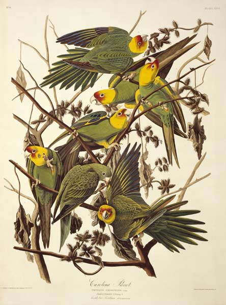 Carolina Parakeet, from 'Birds of America' de John James Audubon