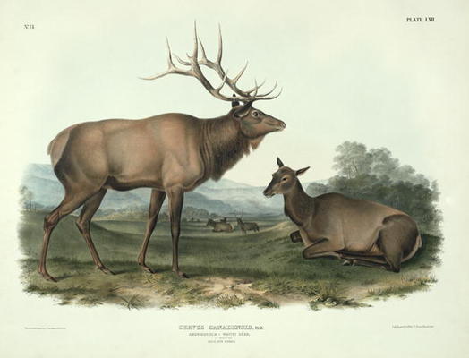 Cervus Canadensis (American Elk, Wapiti Deer), plate 62 from 'Quadrupeds of North America', engraved de John James Audubon