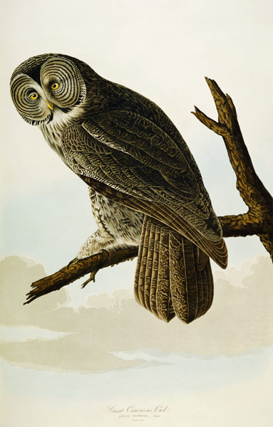 Great Cinereous Owl de John James Audubon